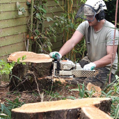 Jacksonville Tree Service, Stump Grinding