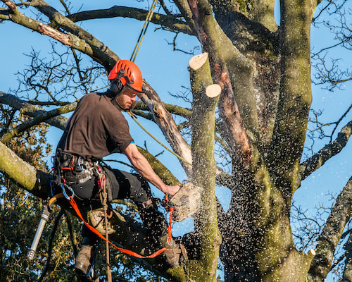 Tree Trimming Service from Jacksonville Tree Service